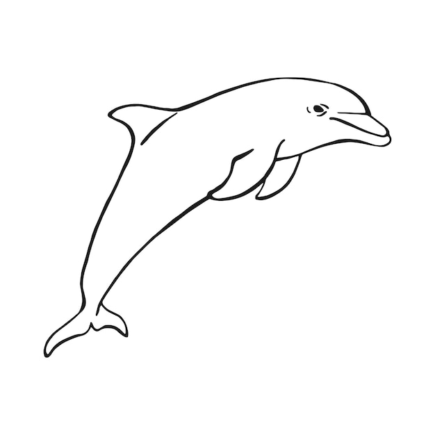 Hand drawn dolphin Vector illustration in sketch style Jumping dolphin isolated on white background