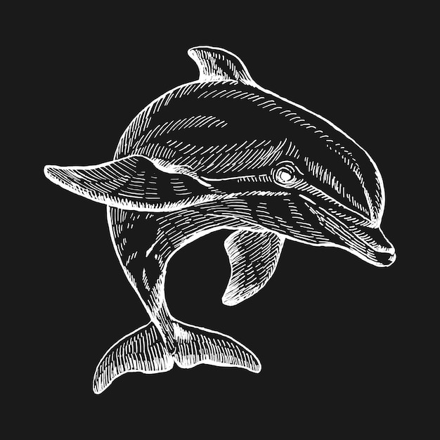 Hand drawn dolphin Vector illustration in sketch style Jumping dolphin