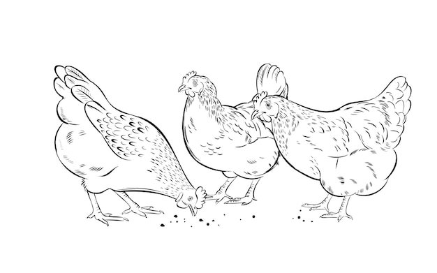 Hand drawn domestic chickens peck at grain