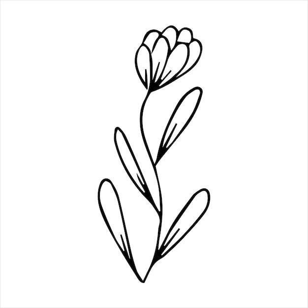 Hand drawn doodle botanical floral element for floral design concept