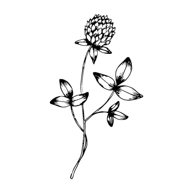 Hand drawn doodle clover Vector sketch wildflower Realistic style Outline