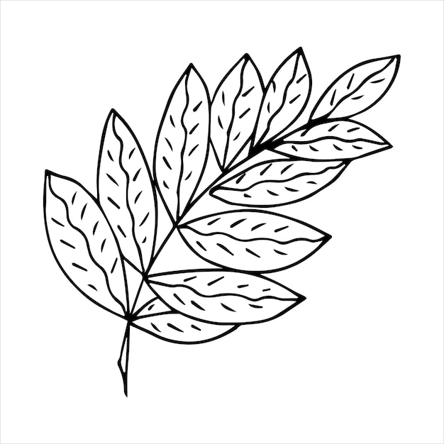 Hand drawn doodle plant element for floral design concept