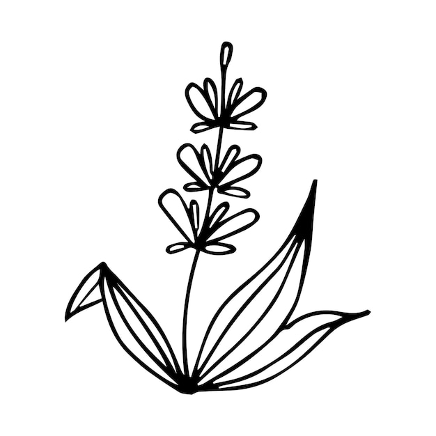 Hand drawn doodle plant element for floral design concept