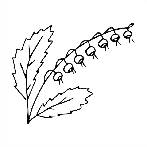 Hand drawn doodle plant element for floral design concept