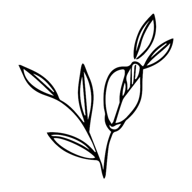 Hand drawn doodle plant element for floral design concept