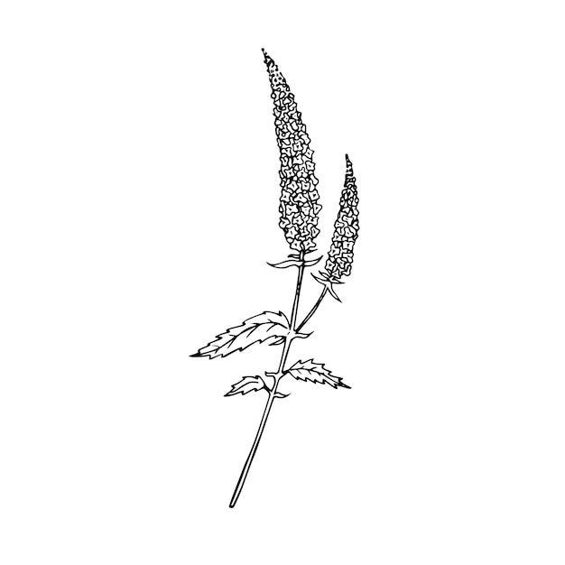 Hand drawn doodle speedwell in realistic style Vector veronica flower Wildflower sketch Outline