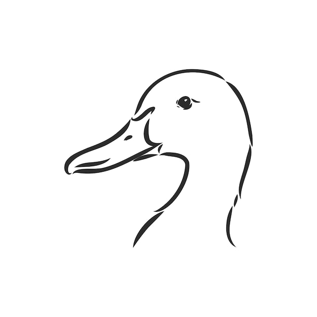 Hand drawn duck animal vector illustration duck vector sketch on a white background