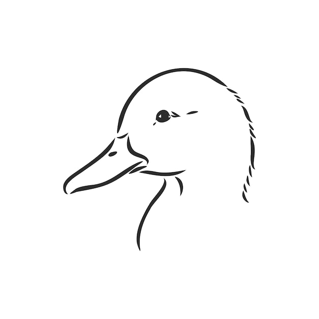 Hand drawn duck animal vector illustration duck vector sketch on a white background