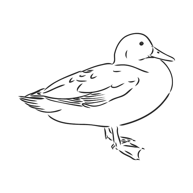 Hand drawn duck animal vector illustration Sketch isolated  duck vector sketch