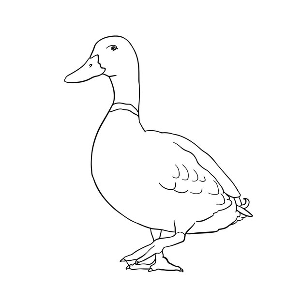 Vector hand drawn duck