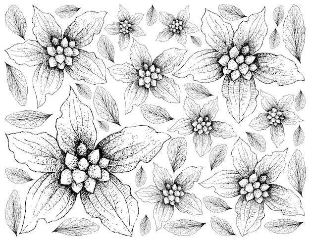 Hand Drawn of Dwarf Dogwood Fruits on White Background