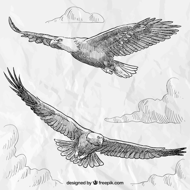 Vector hand drawn eagles