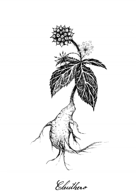 Hand Drawn of Eleuthero or Siberian Ginseng