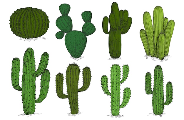 Hand drawn engraving cactus  set  on white background