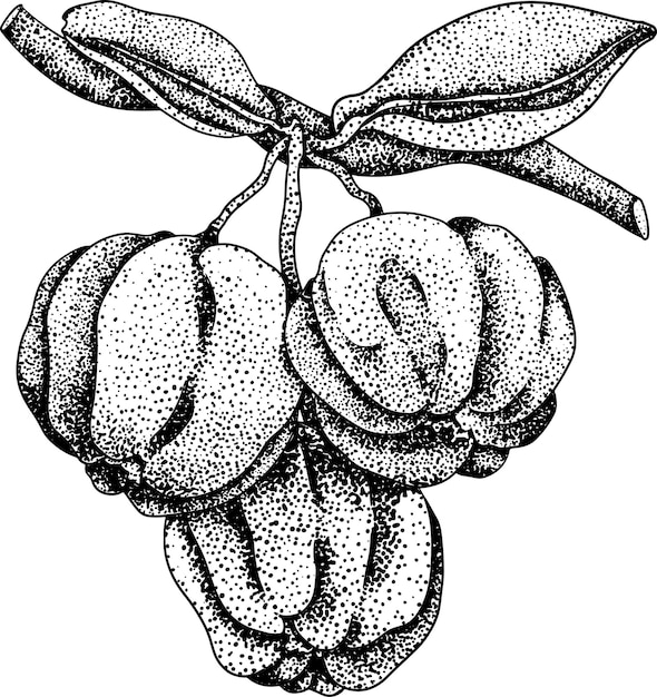 Hand drawn engraving red acerola berry barbados cherry Malpighia emarginata Illustration