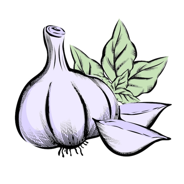 Hand drawn engraving style image of garlic and basil vector illustration