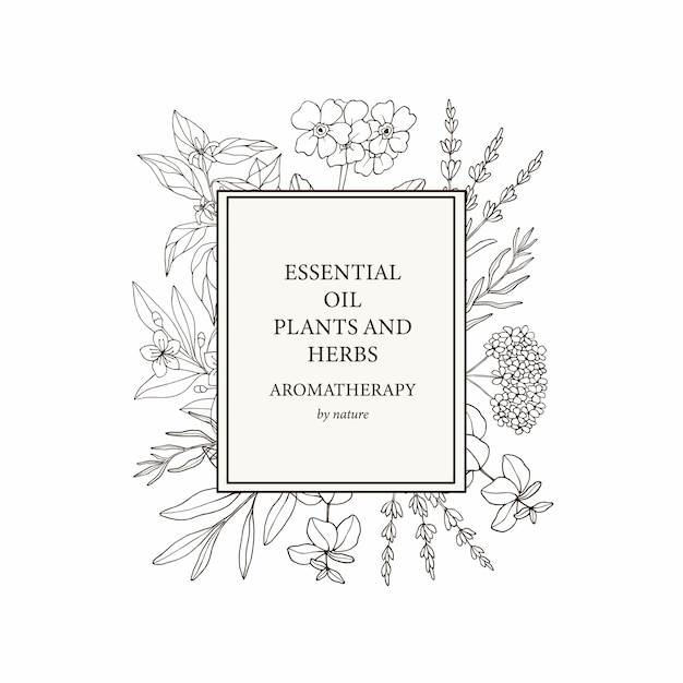 Hand drawn essential oil plants frame