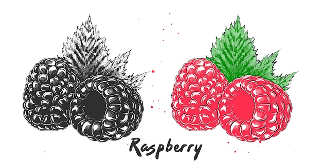 Hand drawn etching sketch of raspberry