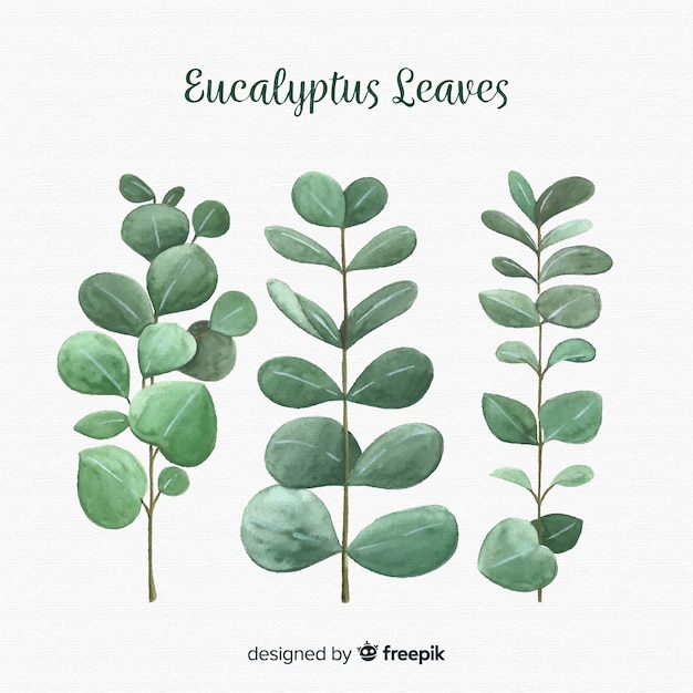 Hand drawn eucalyptus leaves background