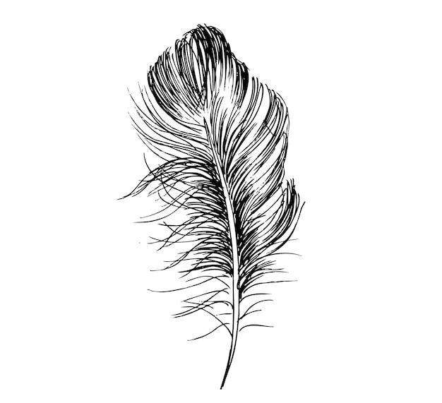 Vector hand drawn feather on white background