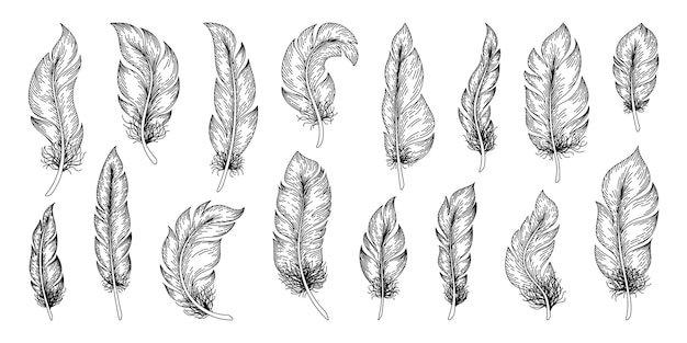 Hand drawn feathers Outline vintage bird feather decorative collection plumage retro sketch Vector set