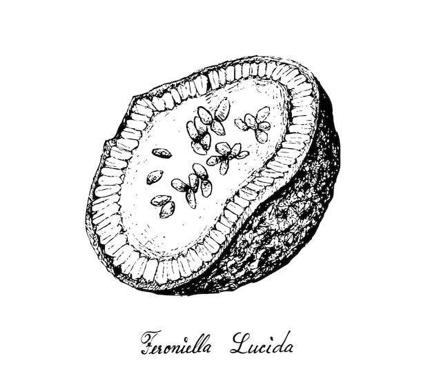 Hand Drawn of Feroniella Lucida Fruits