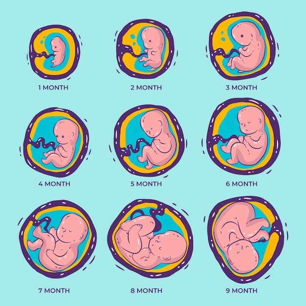 Vector hand drawn fetal development collection