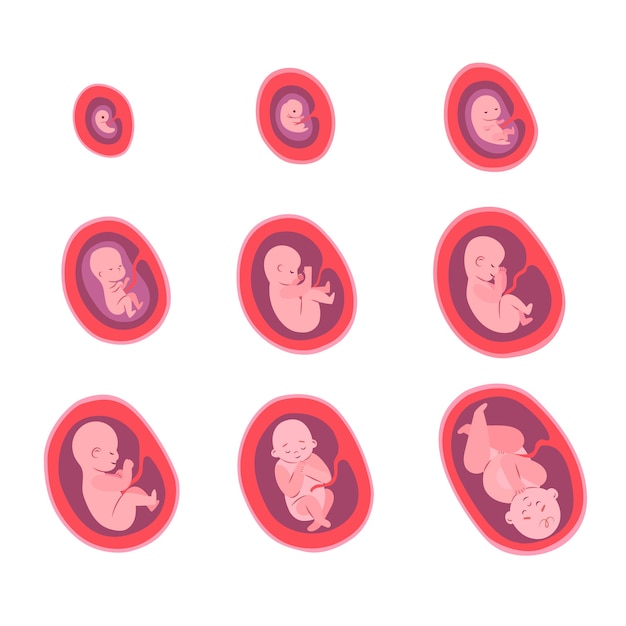 Vector hand drawn fetal development pack