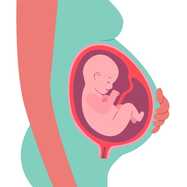 Hand drawn fetus illustration