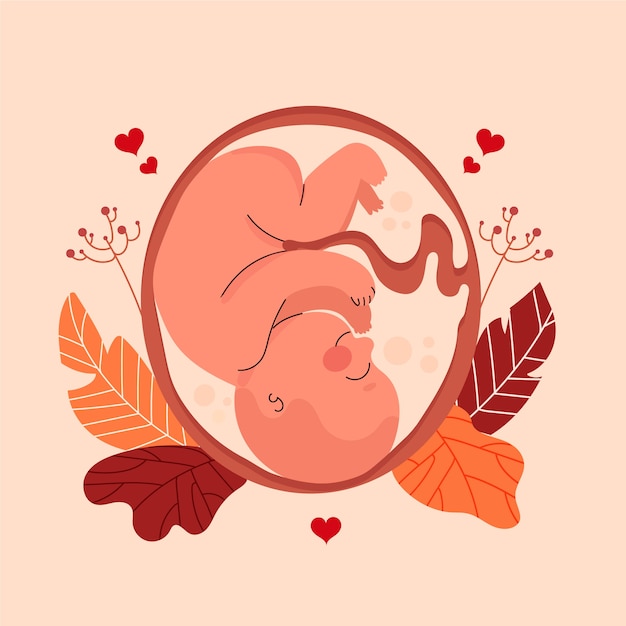 Hand drawn fetus illustration