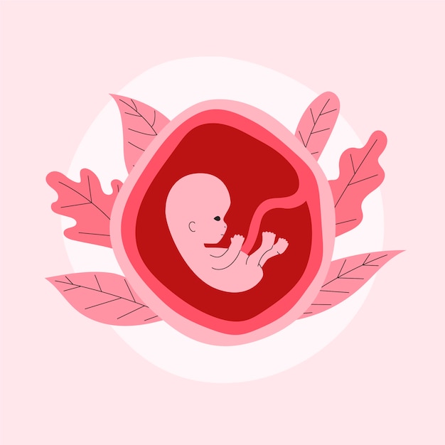 Hand drawn fetus illustration