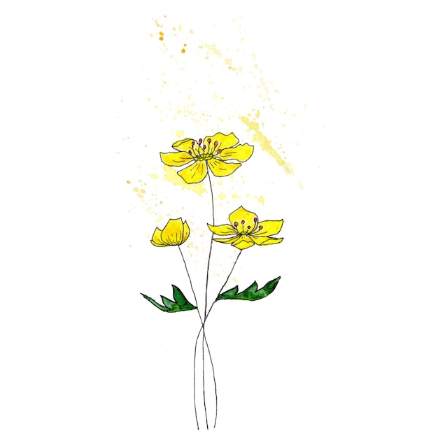 Hand drawn field flower Isolated on white background Watercolor liner and paint splatter