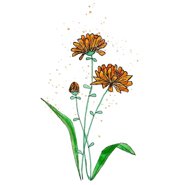 Hand drawn field flower Isolated on white background Watercolor liner and paint splatter