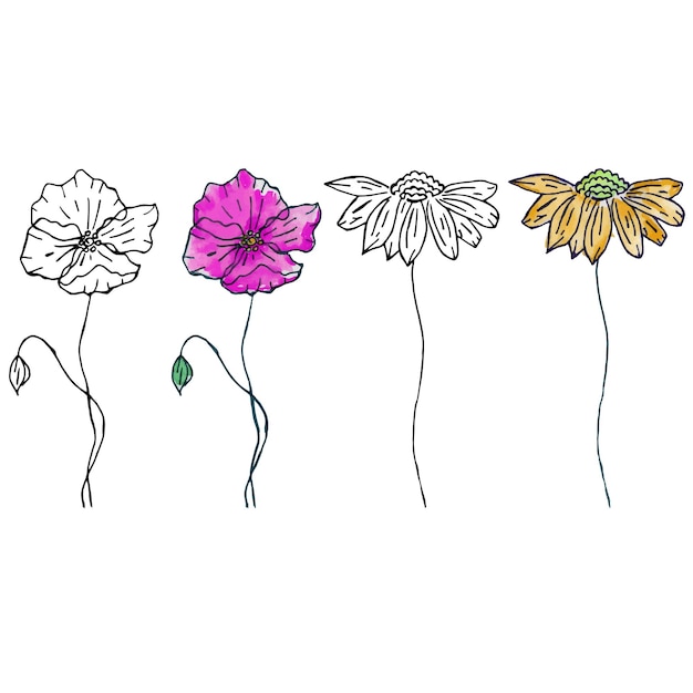 Hand drawn field flowers Isolated on white background Watercolor and liner