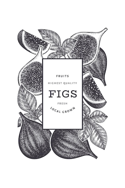 Hand drawn fig fruits design template. Organic fresh food vector illustration. Retro fig fruit banner.