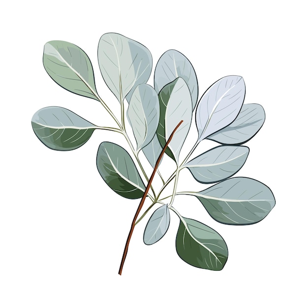 Hand Drawn Flat Color Eucalyptus Leaf Illustration