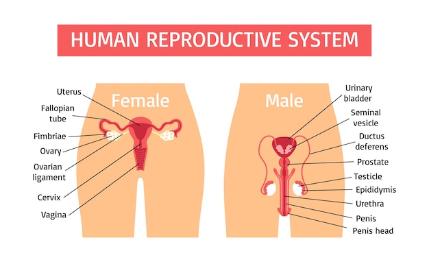 Hand drawn flat human body infographics with reproductive systems