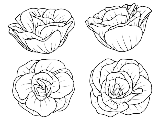 hand drawn floral line art illustration