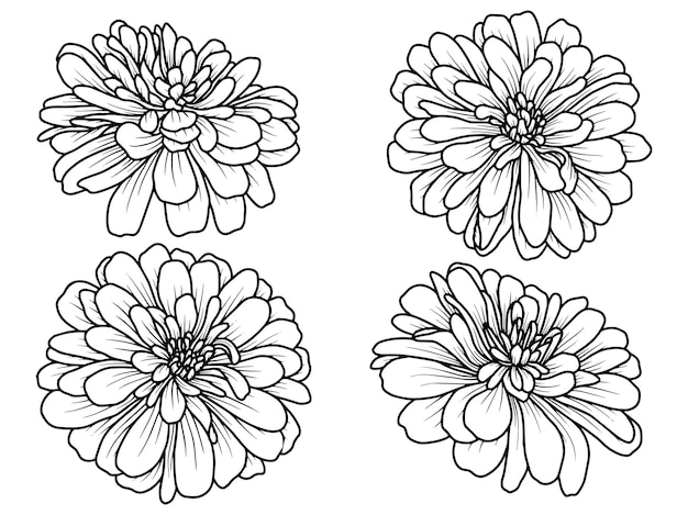 hand drawn floral line art illustration