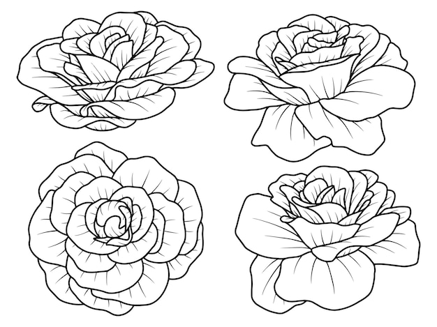 hand drawn floral line art illustration