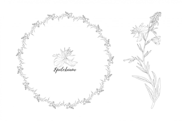 Hand drawn floral wreath and flower illustration