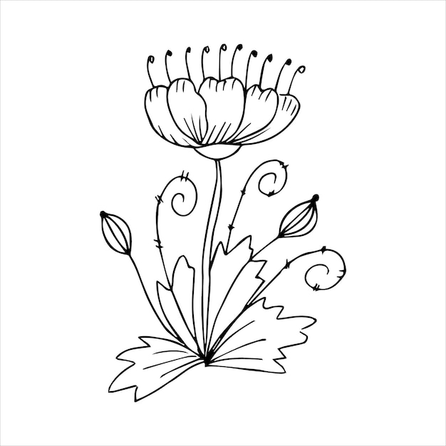 Hand drawn flower single doodle element for coloring black and white vector image