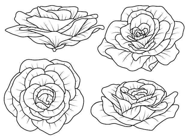 Hand drawn flower sketch line art illustration