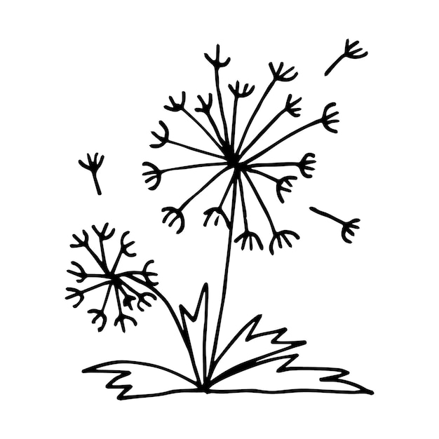 Hand drawn flowers and dandelion seeds in the style of doodle or sketching design