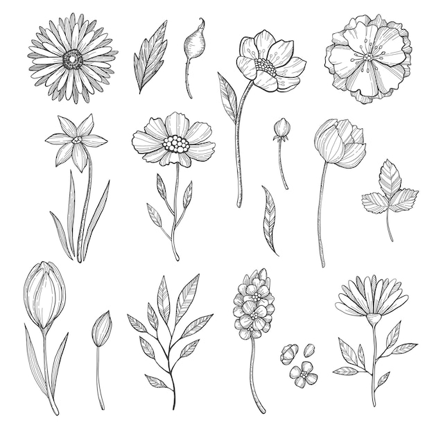 Hand drawn flowers.  various pictures of plants. Illustration of flower and plant, floral leaf sketch