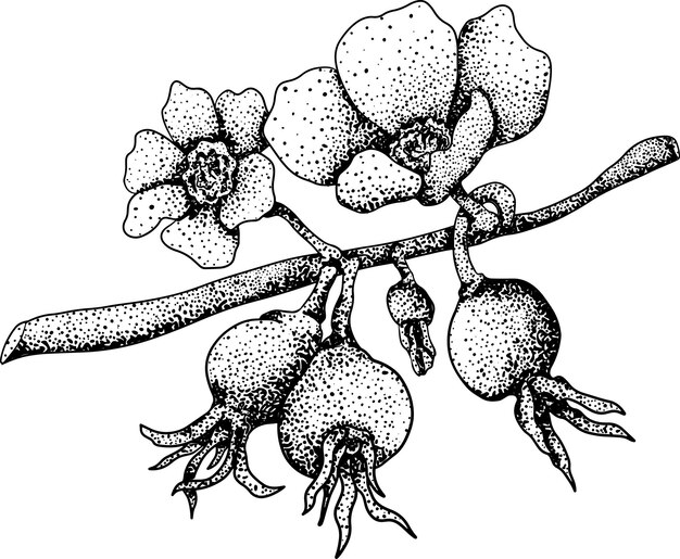 Hand drawn garden wild rose rosehip dog rose sweetbriar vector engraving illustration