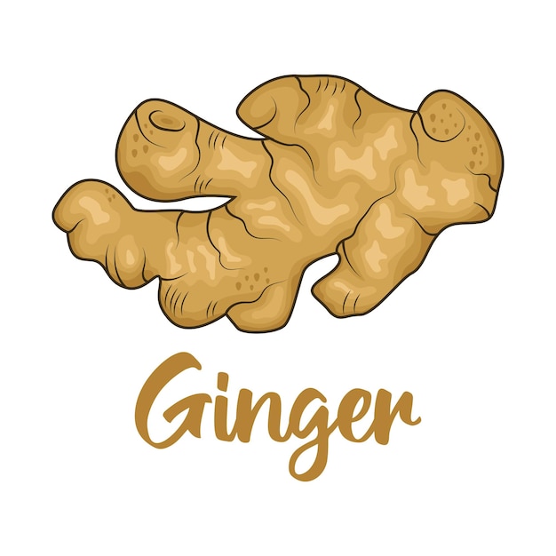 hand drawn of ginger herb and spice vector