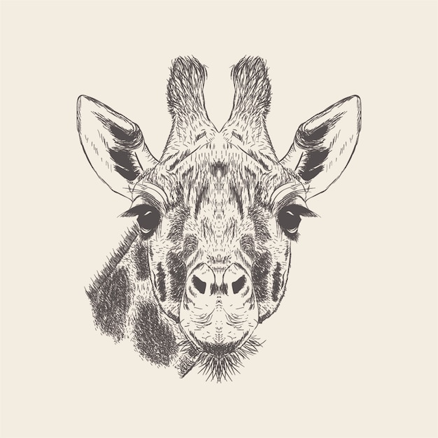 Hand drawn giraffe Illustration vector 