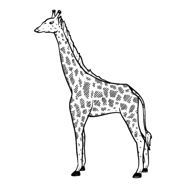 Hand drawn girrafe in doodle style sketch