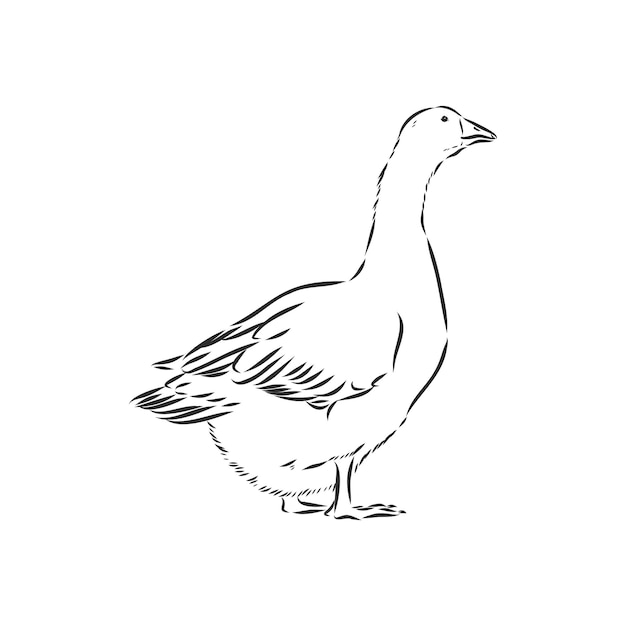 Hand drawn goose isolated  goose animal vector sketch illustration